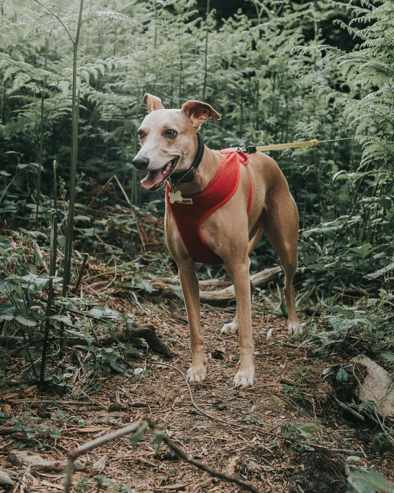 the dog is in a red harness on a hill