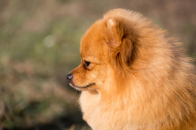 a small fluffy dog sitting in the grass