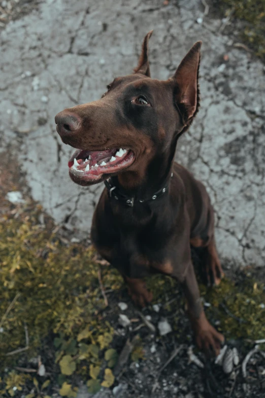 a dog looks up with his teeth out