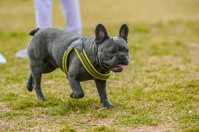 a small gray dog walking across a lush green field