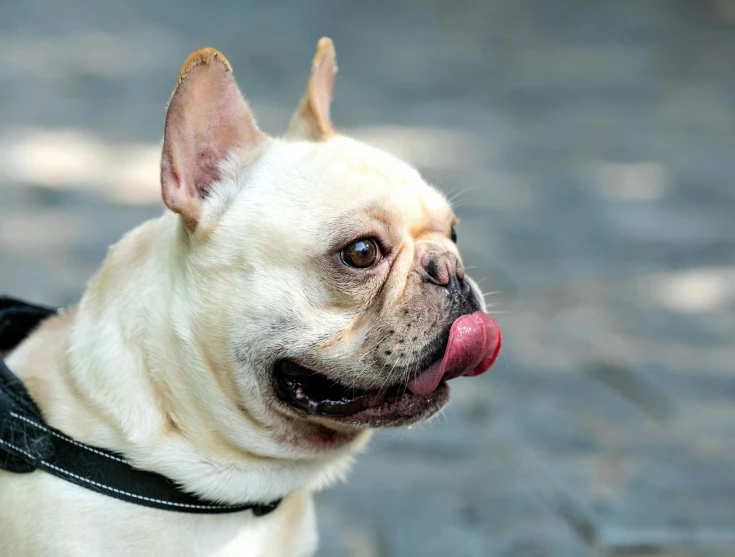 a small dog has a pink tongue and a black collar