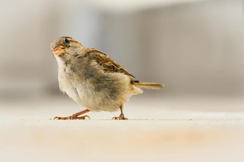 a little bird is sitting on the floor