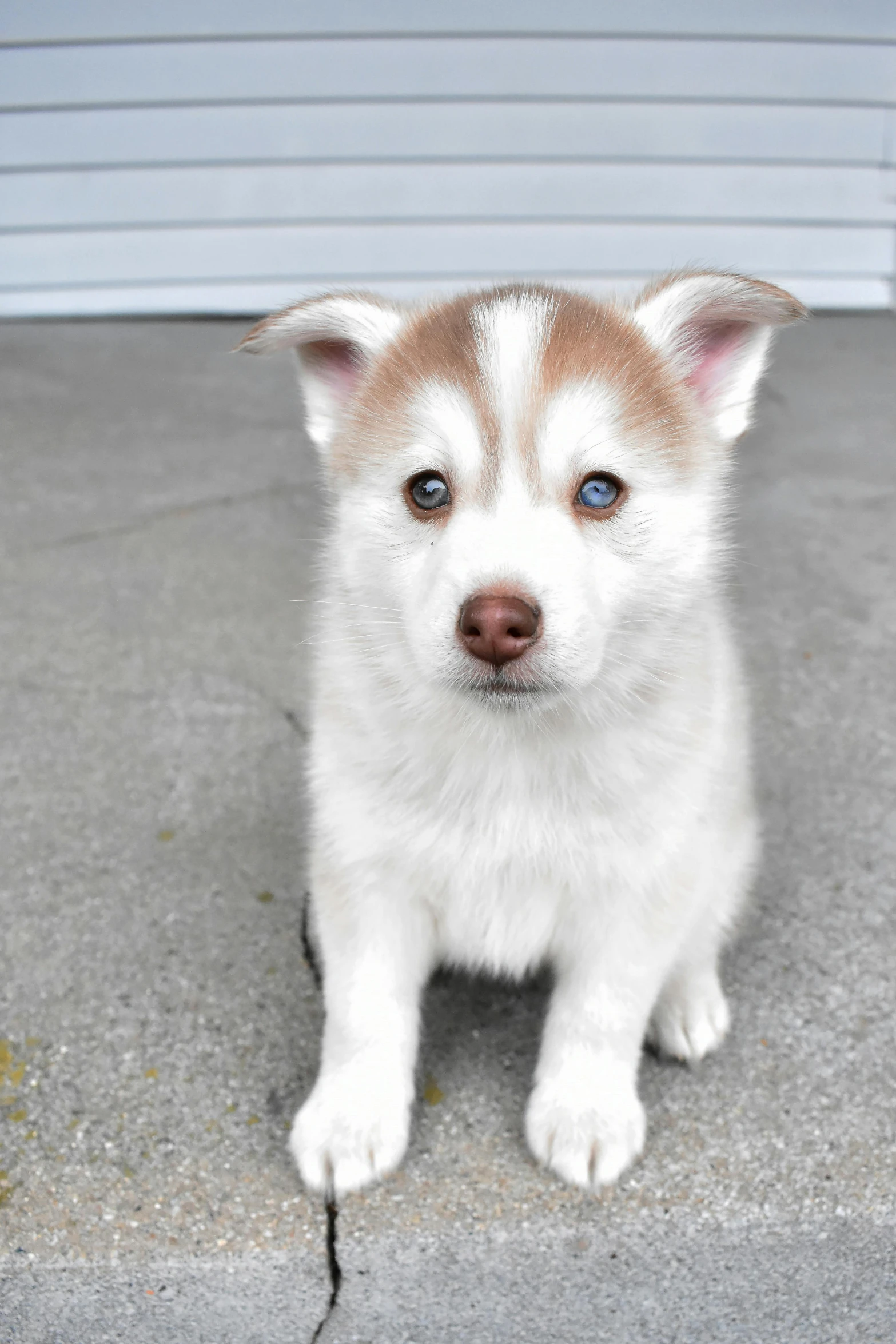 there is a white and brown dog with blue eyes