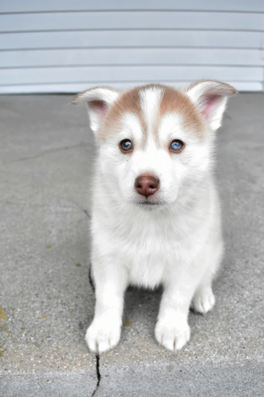 there is a white and brown dog with blue eyes