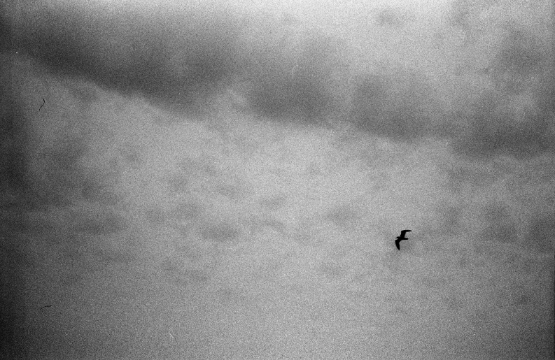 black and white pograph of a bird on a cloudy day