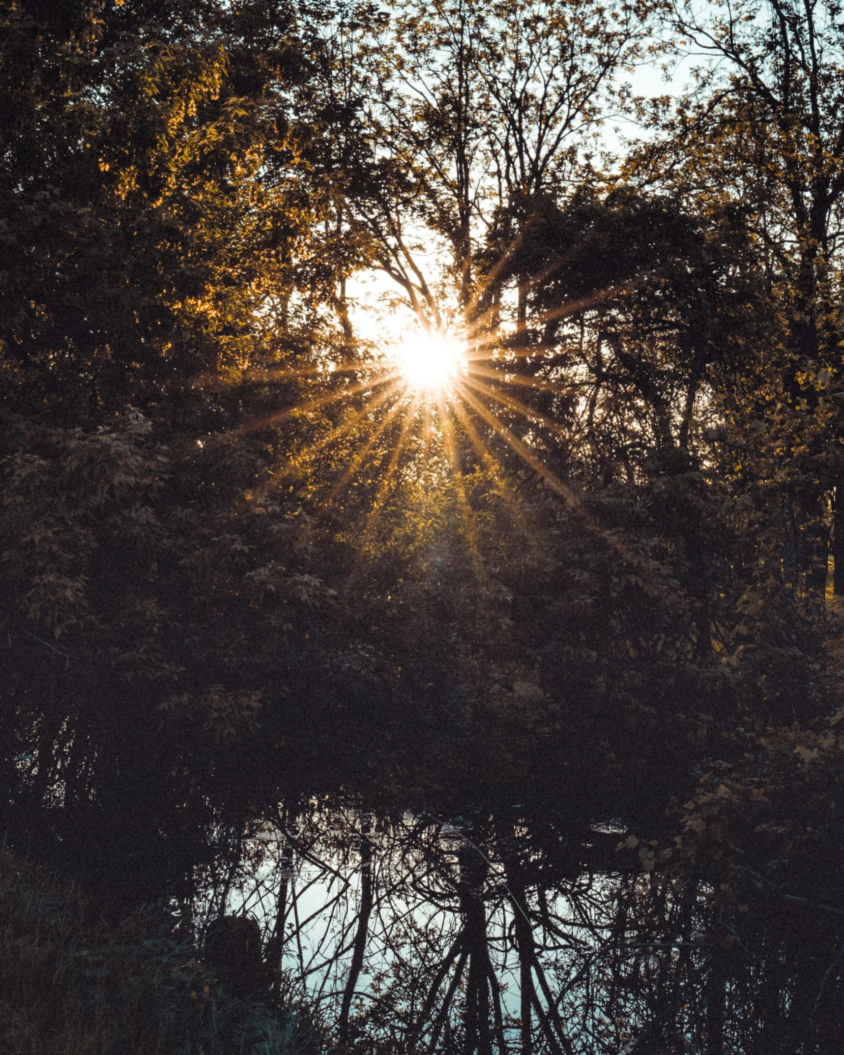 sun setting over water surrounded by trees