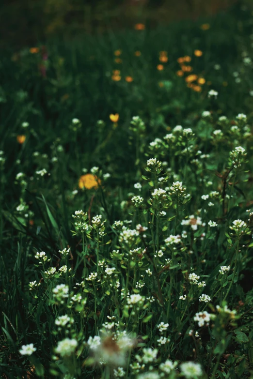 this is a bunch of wild flowers in the grass