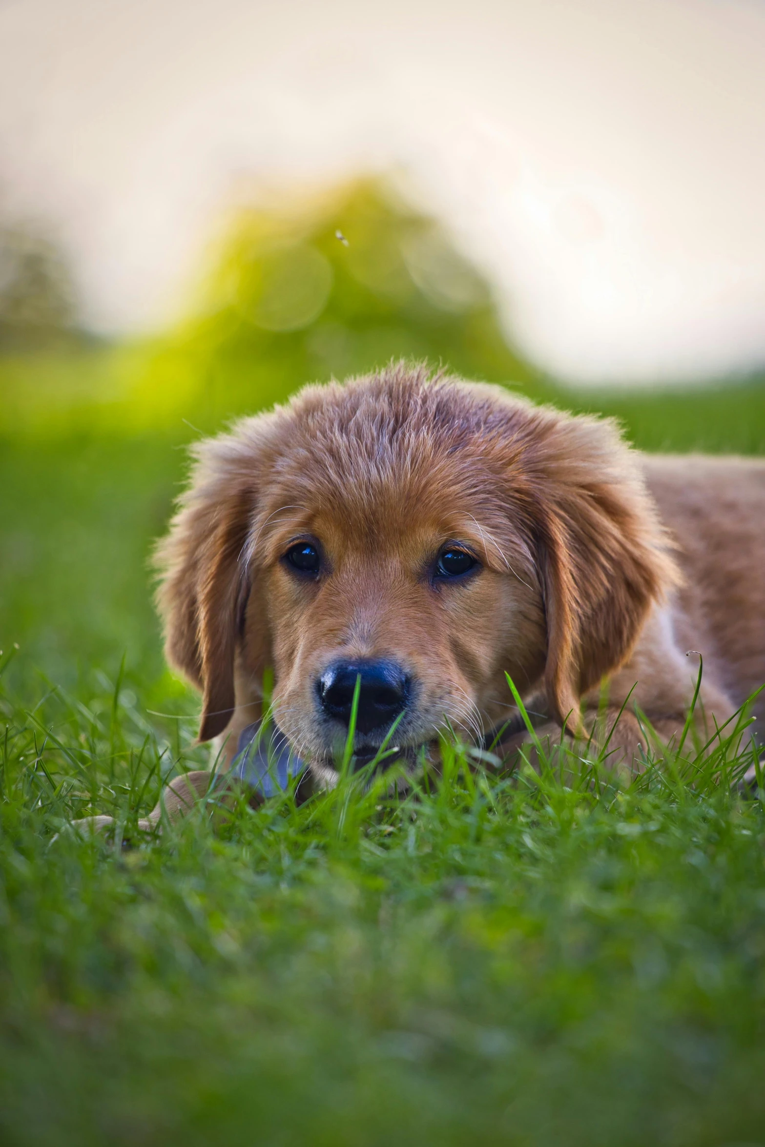 an adorable brown dog laying in grass next to a ball