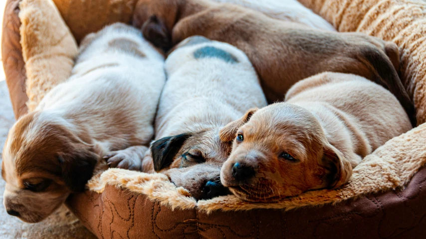 two dogs sleeping side by side in a dog bed