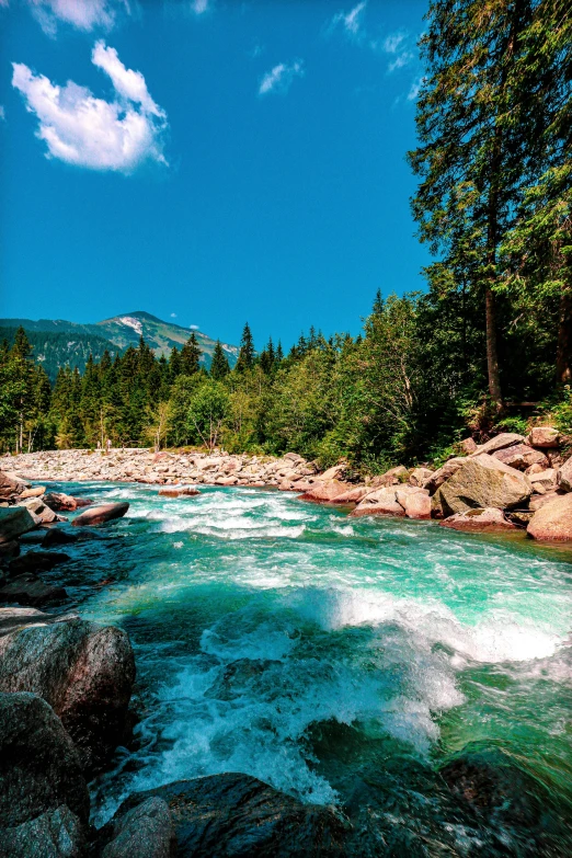 a stream running through trees on a mountain