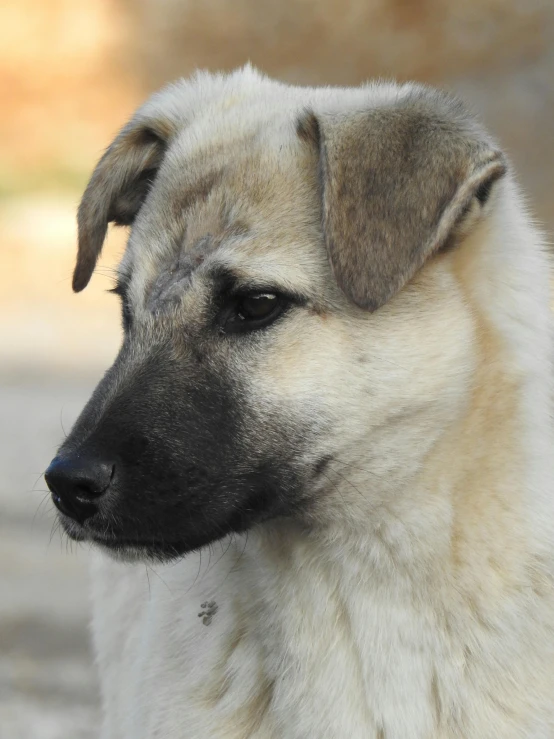 a white, black and gray dog is staring directly