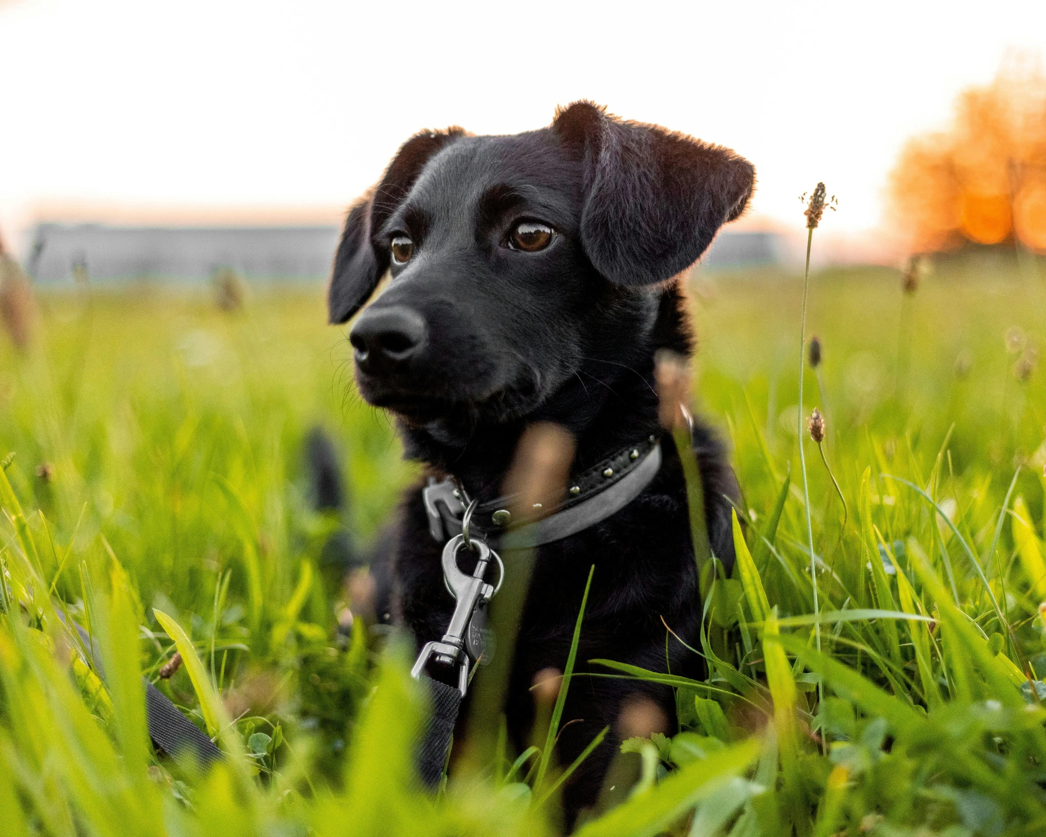 a black dog sitting in the tall grass