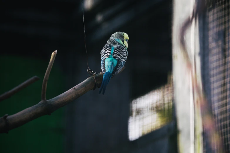 a bird sitting on the nch of a tree