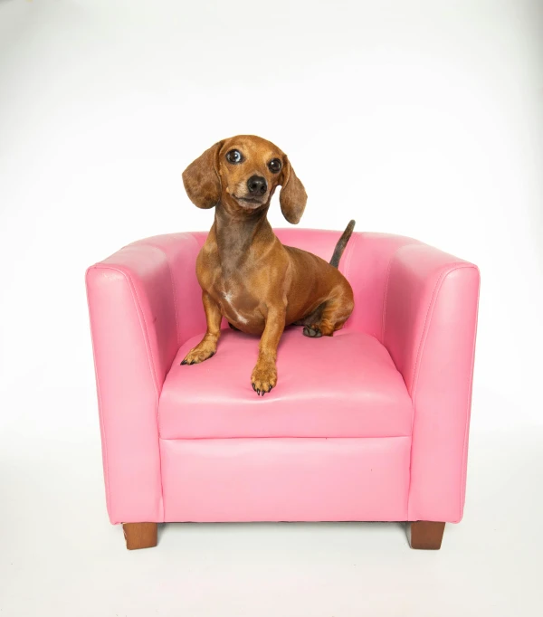 small dog in pink sitting on an empty armchair