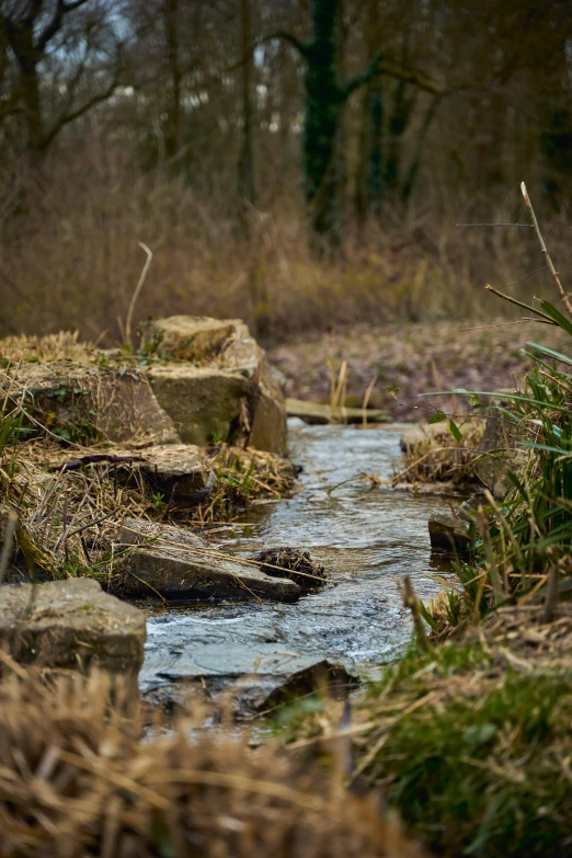 a stream running through a forest covered in green grass