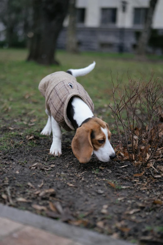 a dog walking through dirt next to a tree