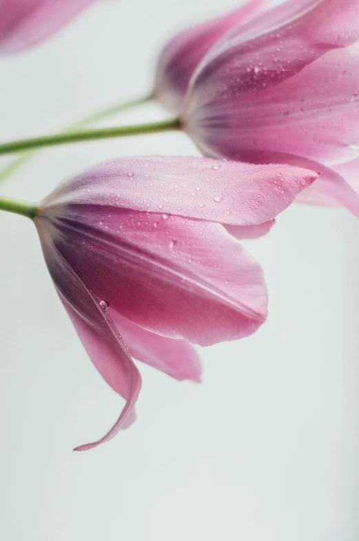 a close up of pink flowers with dew