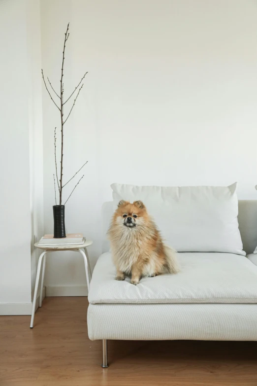 a brown and white dog sitting on a couch