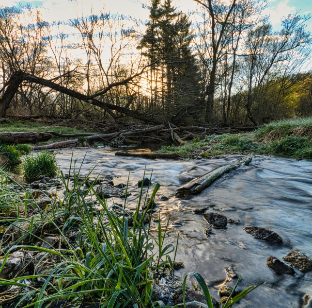 a stream running through the middle of a forest