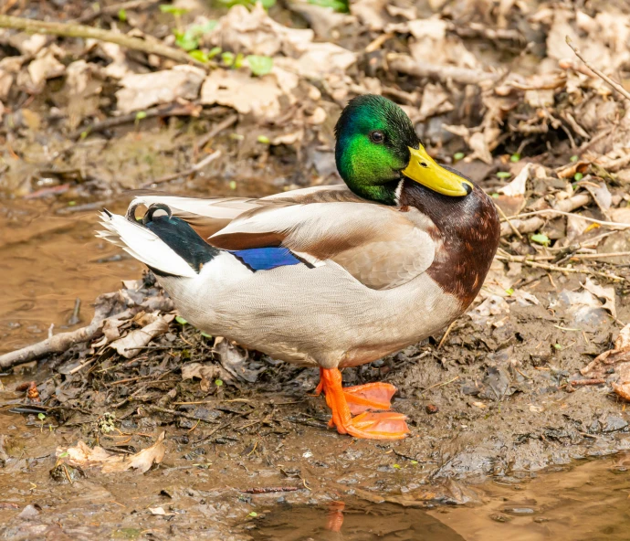 two ducks that are standing on some mud