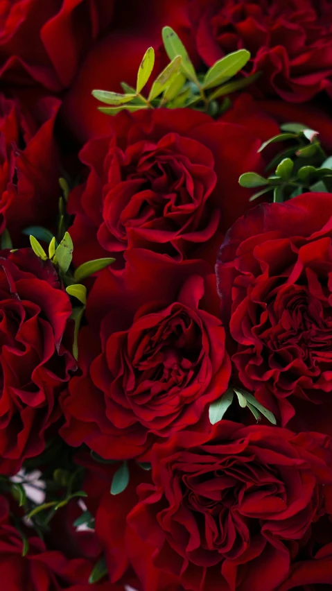 a close up po of red roses with leaves