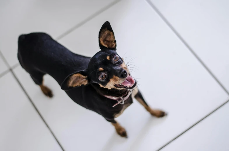 a small dog standing on the white floor and looking up