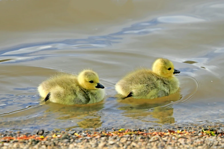 two ducklings swim in a lake near small stones