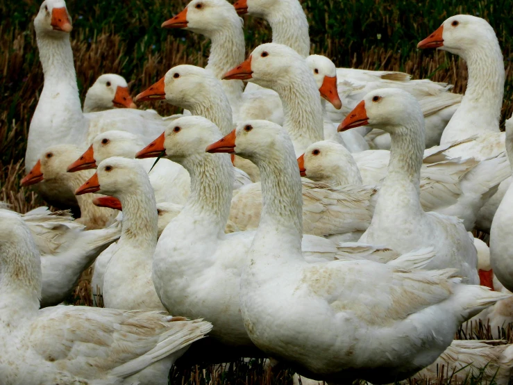 a group of white birds are on the grass