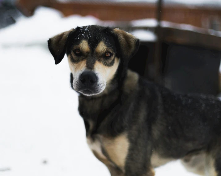 a dog standing in the snow and looking back