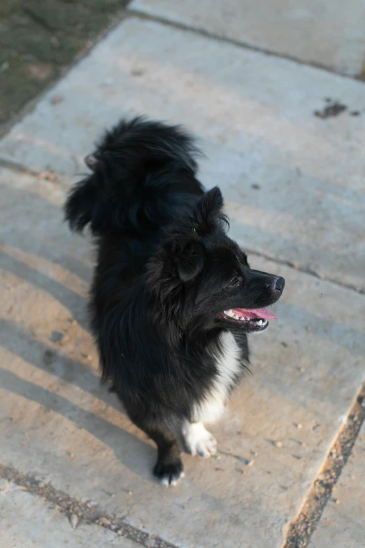 a black and white dog is sitting on the sidewalk