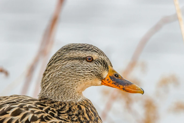 a duck standing in a dry grass field