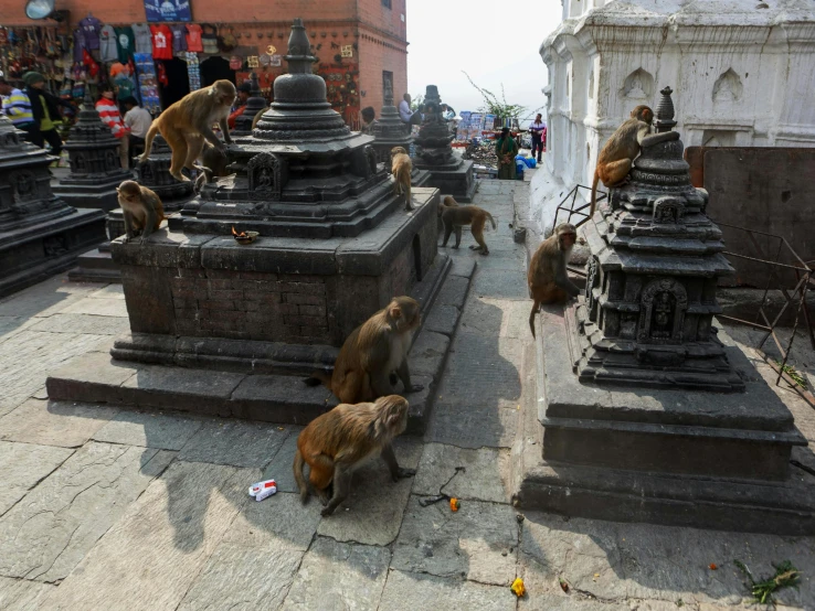 monkeys eating food and drinking water outside of stone structures