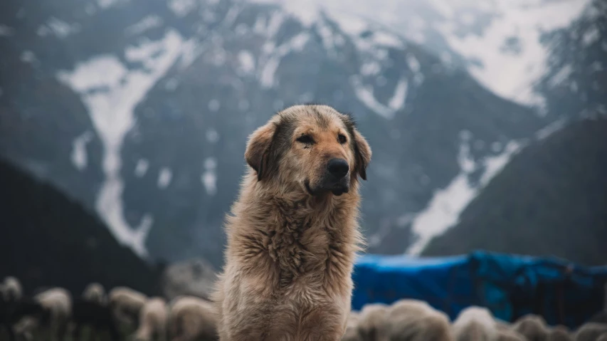 a large brown dog surrounded by a herd of sheep