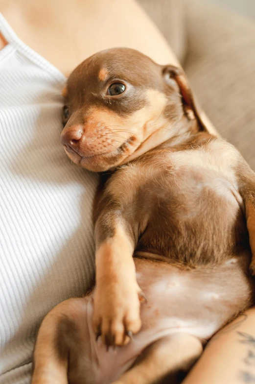 a puppy rests his leg on a couch