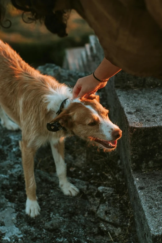 an animal that is being petted by a person