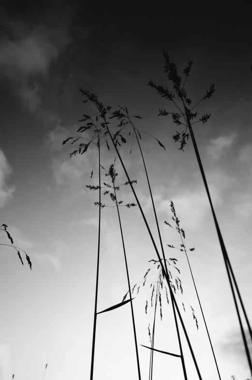 three stalks with leaves standing against the sky