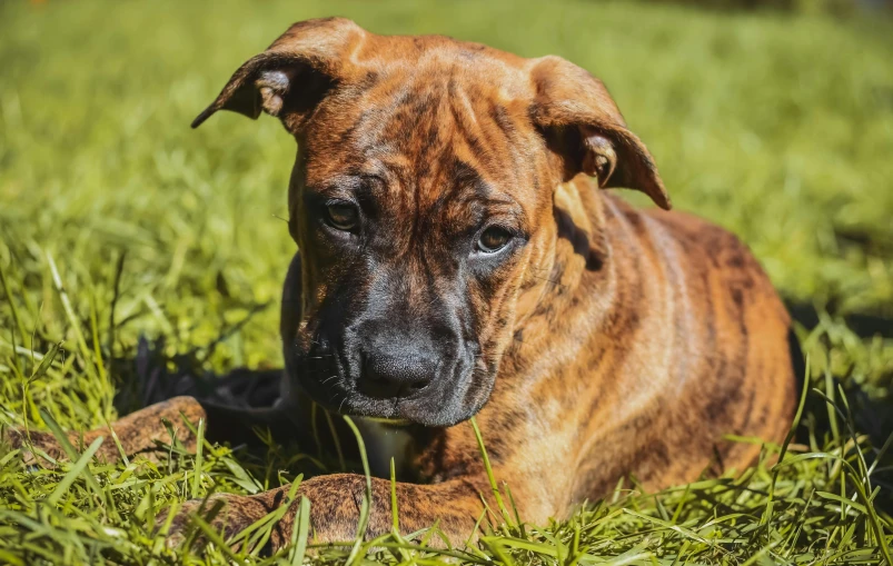 dog looking tiredly while laying in the grass