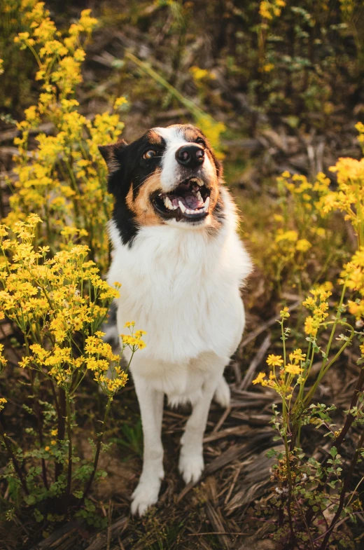 a white, brown and black dog standing in a field of yellow flowers