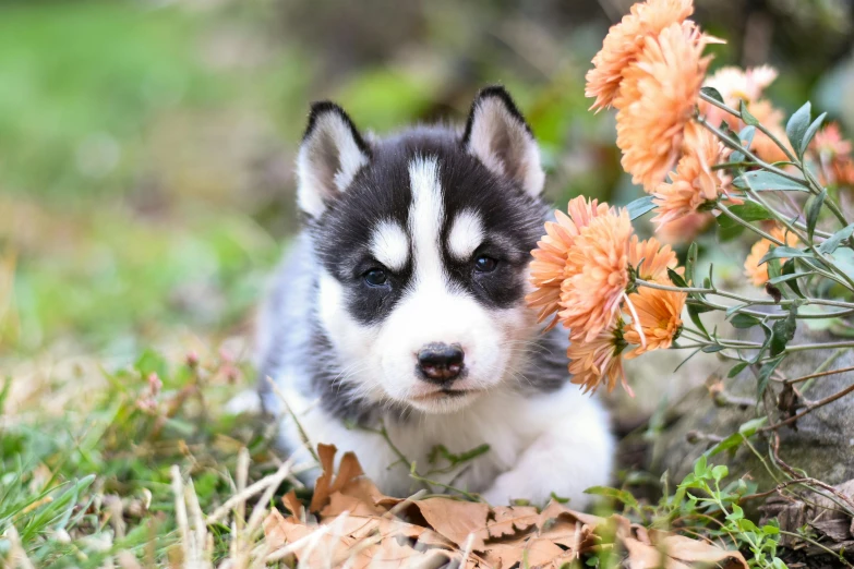 a black and white puppy sits next to flowers