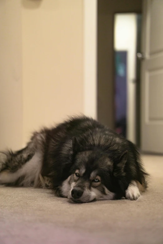 a dog laying down on the floor near an open door