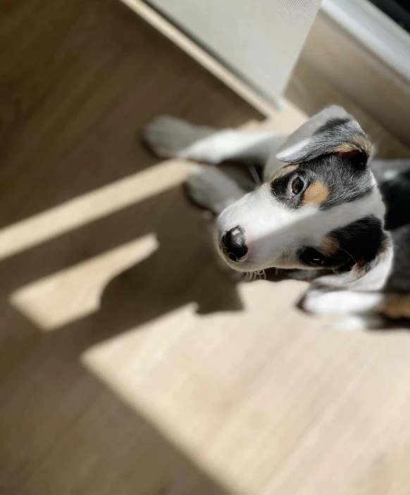 a black and white dog laying on the floor in front of a window