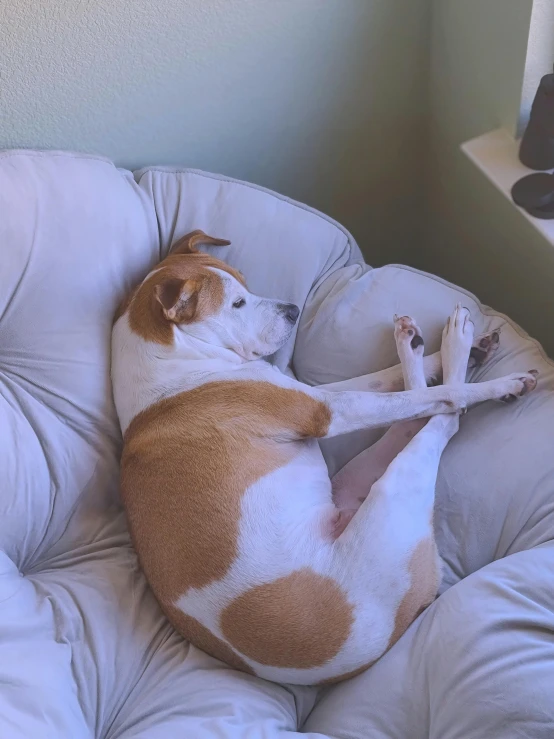 a brown and white dog laying in a chair