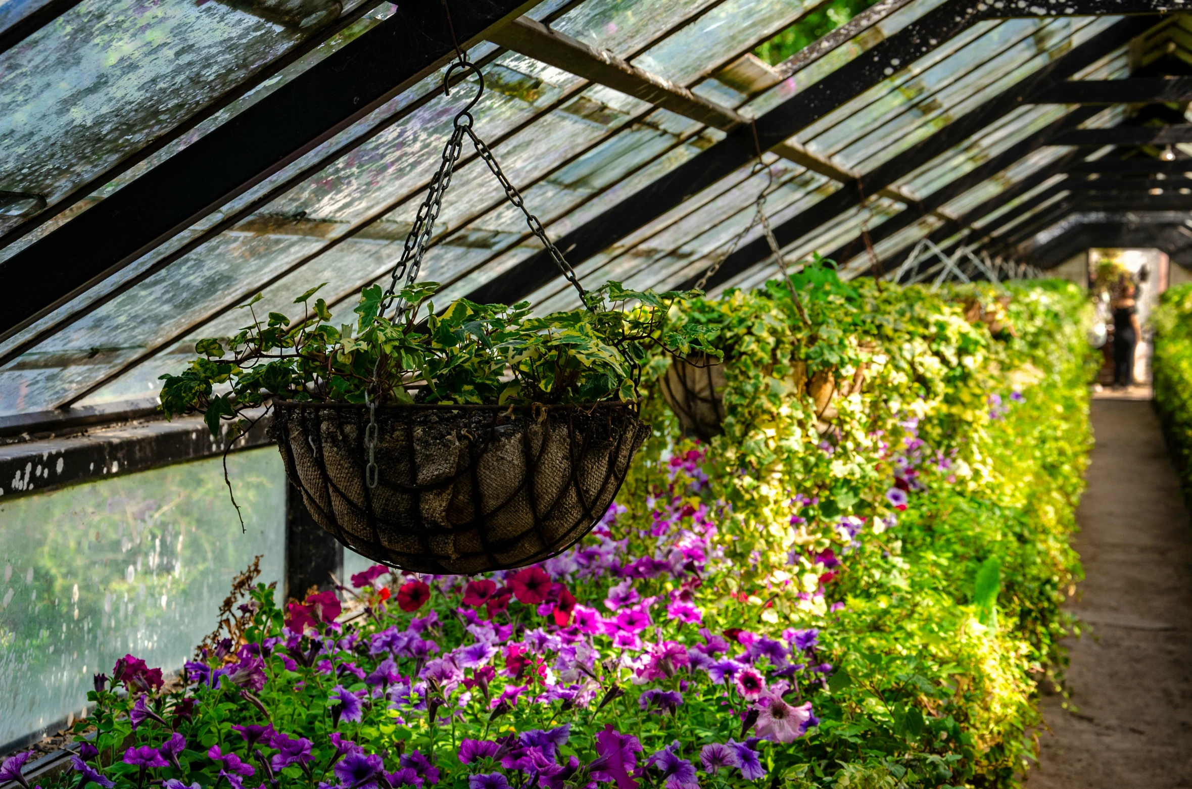 there is a large greenhouse with purple and pink flowers in it