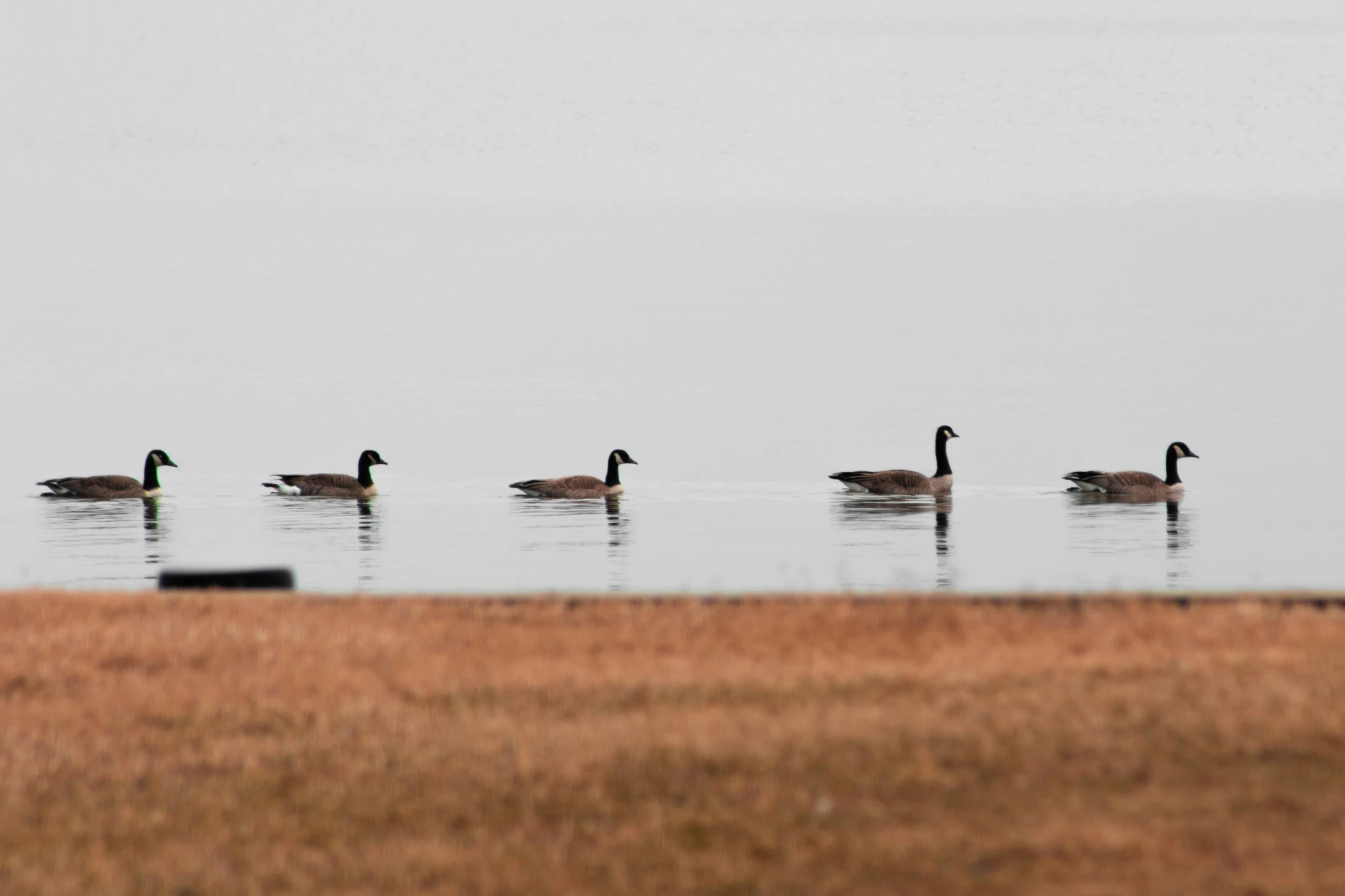 a group of ducks floating in a large lake