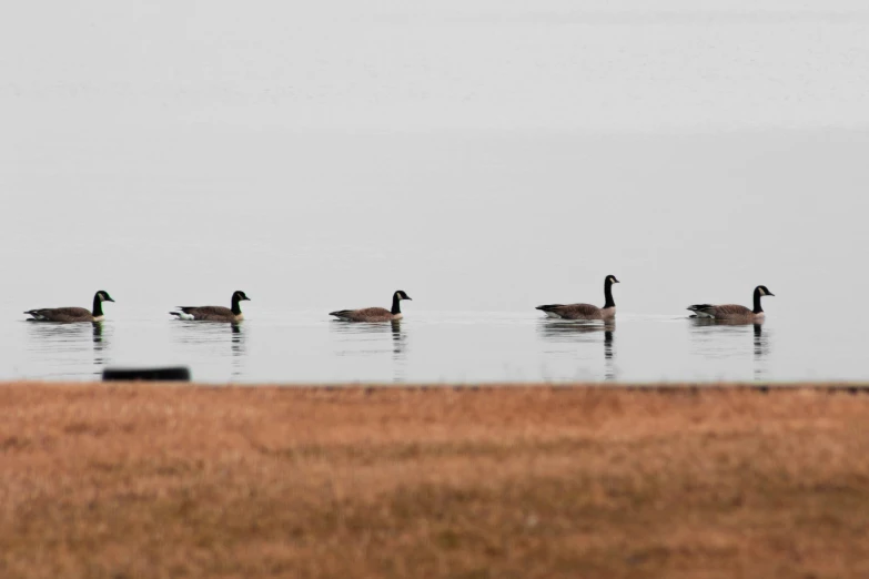 a group of ducks floating in a large lake