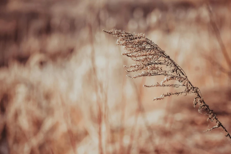 a dried up stalk is sitting in the field