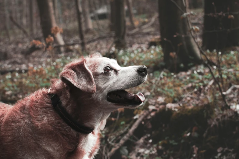 a dog has it's mouth open and is in a forest