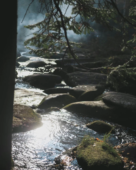 sun peeking through a thick tree onto a stream