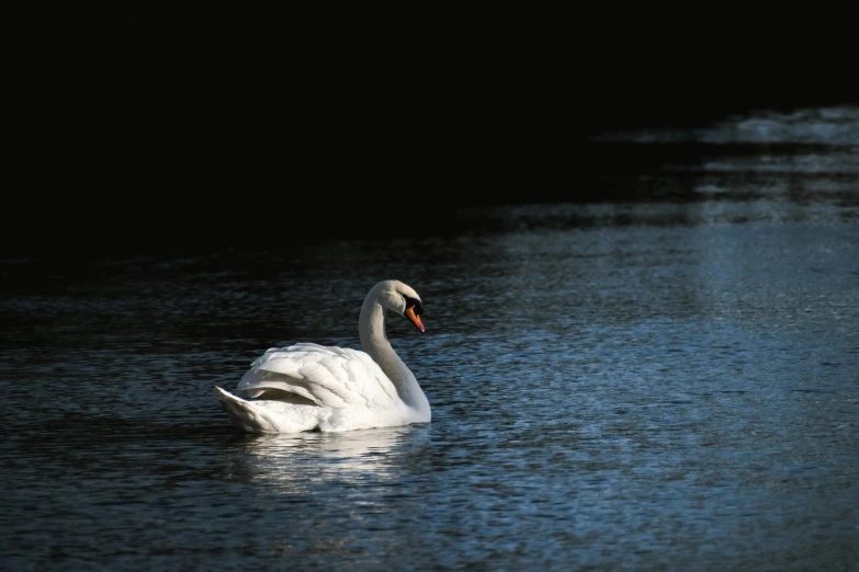 the white swan is swimming in the lake