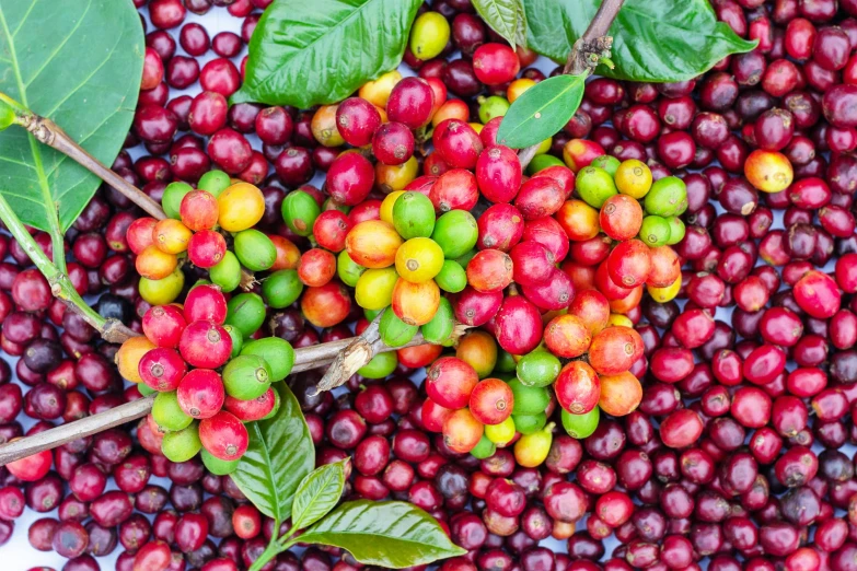 colorful berries with green leaves are scattered on the ground